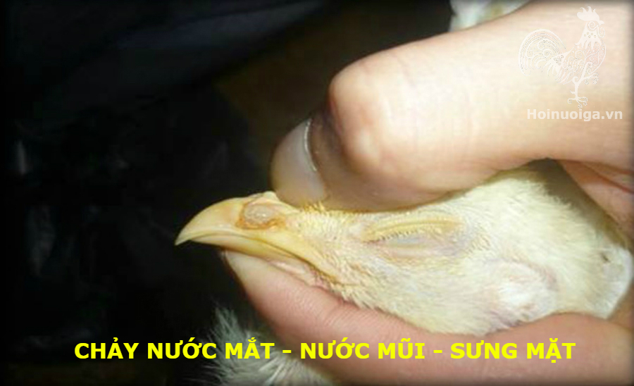 Bệnh ORT ( Bệnh Viêm Phổi ở Gà)