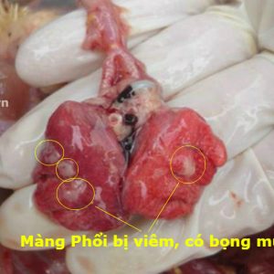 Bệnh ORT ( Bệnh Viêm Phổi ở Gà)