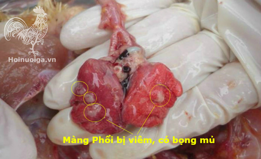 benh-ort-viem-mang-phoi-co-mu-2 bệnh ort ở gà