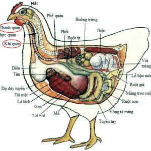 Bệnh ILT ( Viêm Thanh Khí Quản )