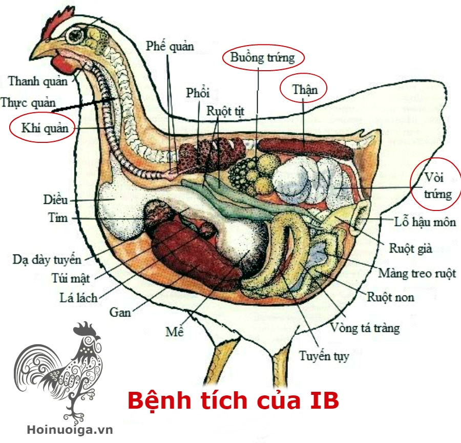 benh-tich-ib-ga-bi-benh-ib-1 bệnh ib viêm phế quản truyền nhiễm