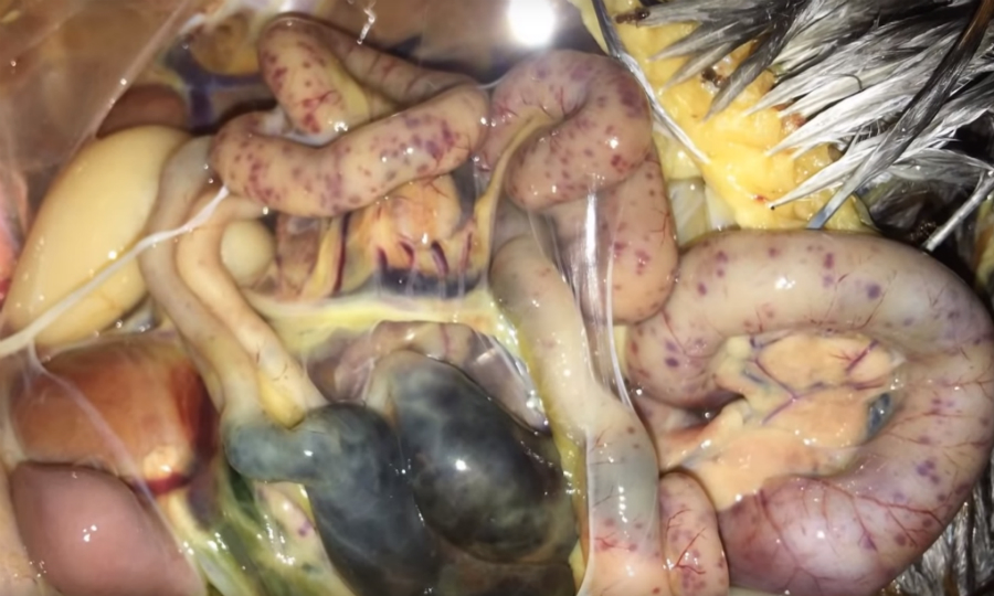 benh-viem-ruot-hoai-tu-o-ga-1 gà bị bệnh viêm ruột hoại tử