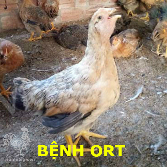 Bệnh ORT ( Bệnh Viêm Phổi ở Gà)