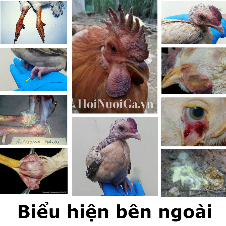 bieu-hien-benh-cum-gia-cam-h5n1 biểu hiện khi gà bị cúm gia cầm