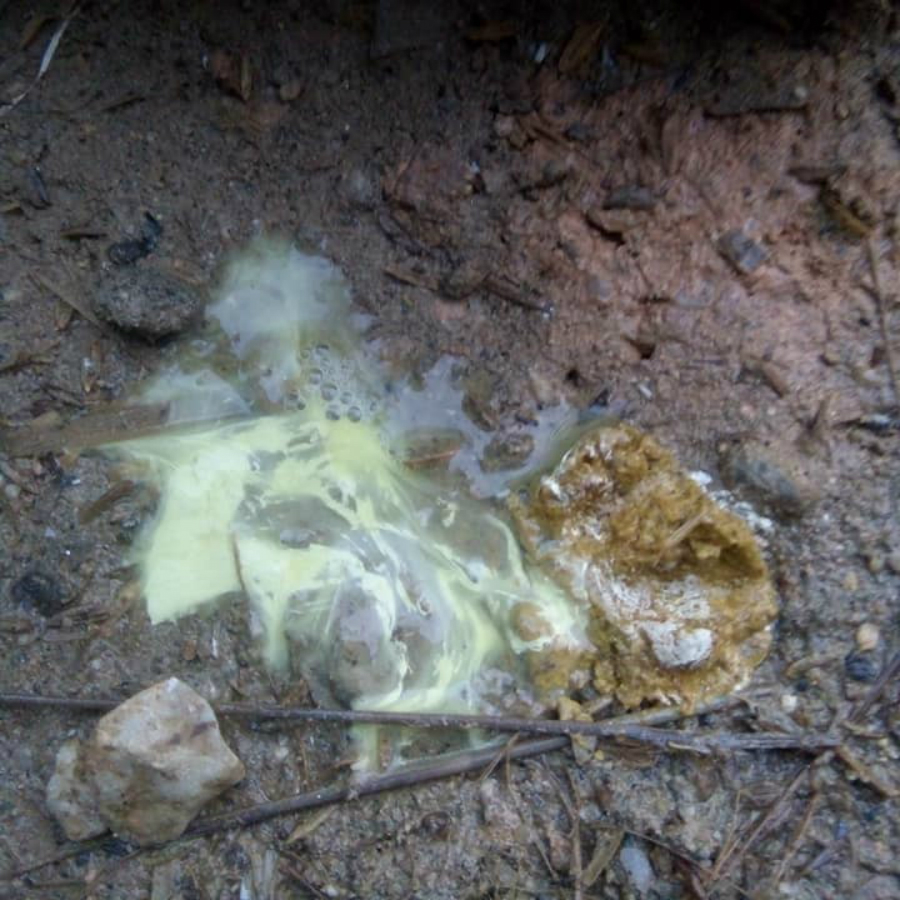 bieu-hien-ga-bi-cum-gia-cam ga bi cum gia cam