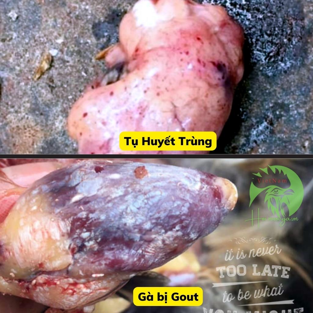 ca-ch-mo-kham-ga-ga-bi-tu-huyet-trung-tim-xuat-huyet-hoi-nuoi-ga-viet-nam