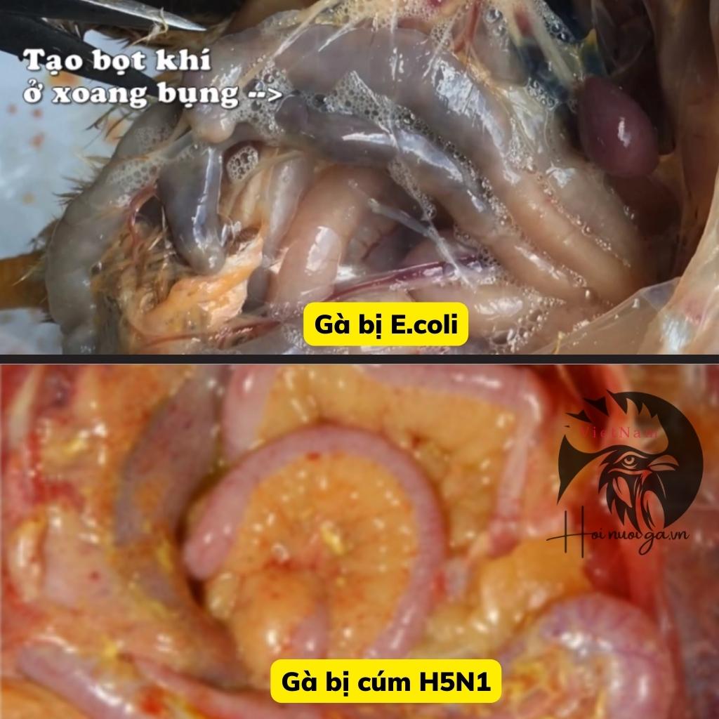 cac-benh-cua-ga-cach-mo-kham-ga