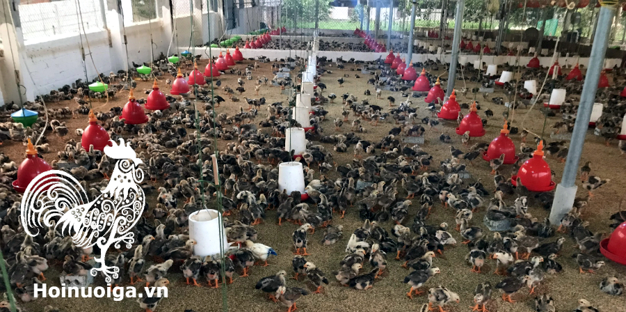 cach-lam-chuong-ga-2432345