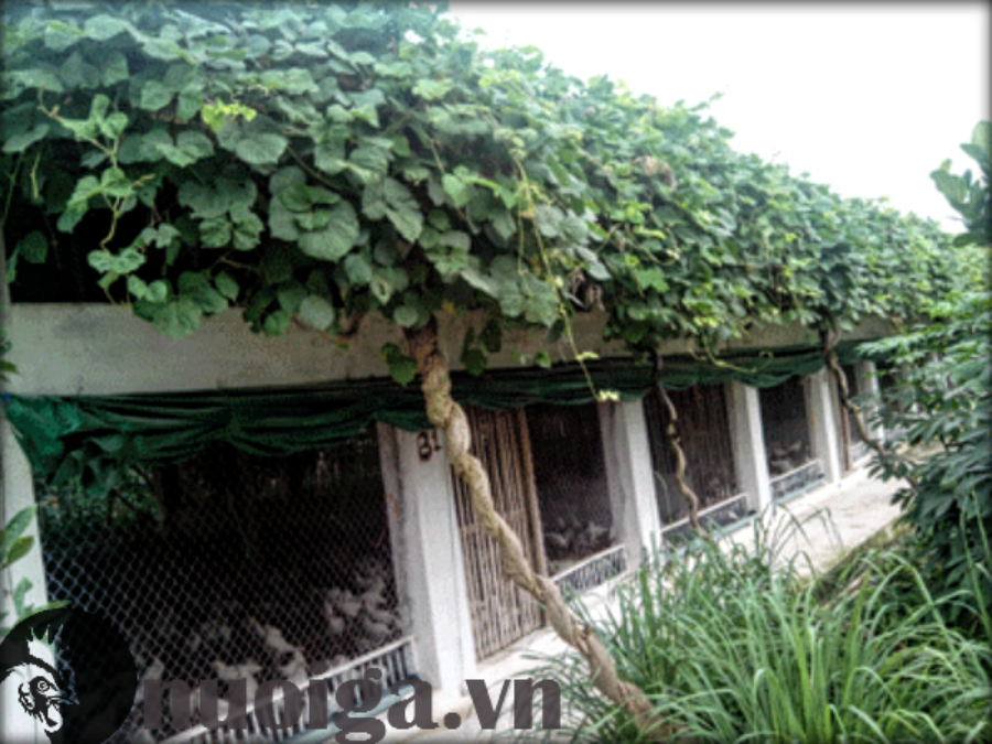 cach-lam-chuong-ga-bacf7a86-1b45-458b-9dd8-7482f3f0dcf9-2