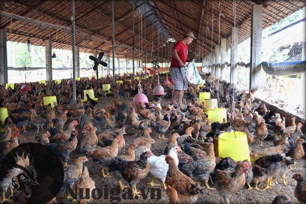 Cách làm chuồng gà đơn giản