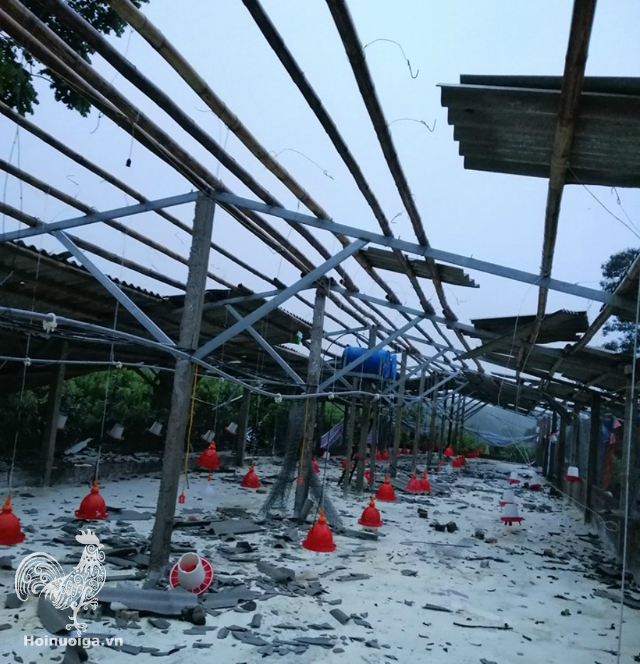 cach-lam-chuong-ga-thit-tha-vuon-1