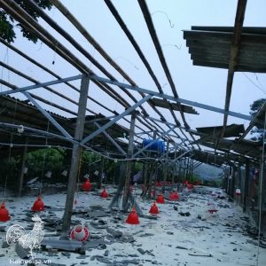 Cách làm chuồng Gà thả vườn