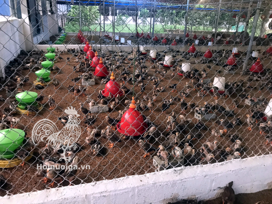 cach-lam-chuong-nuoi-ga-tha-vuon