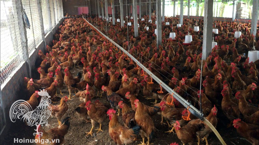 cach-lam-chuong-nuoi-ga-thit