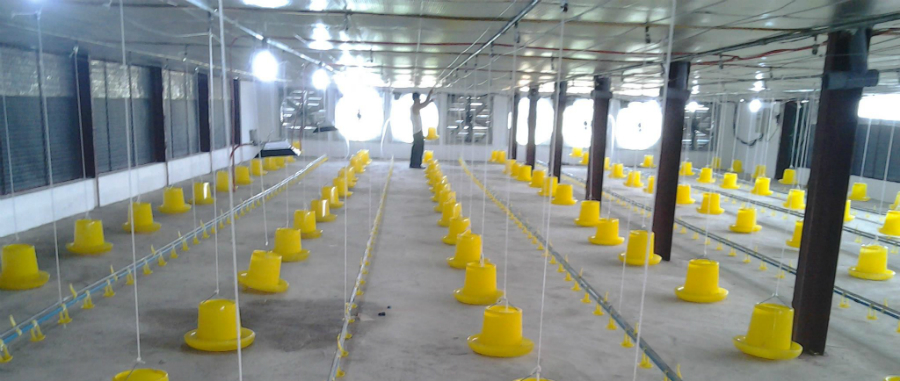 cach-lam-cuong-nuoi-ga-thit