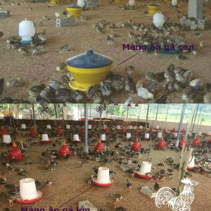 cách nuôi gà con mau lớn