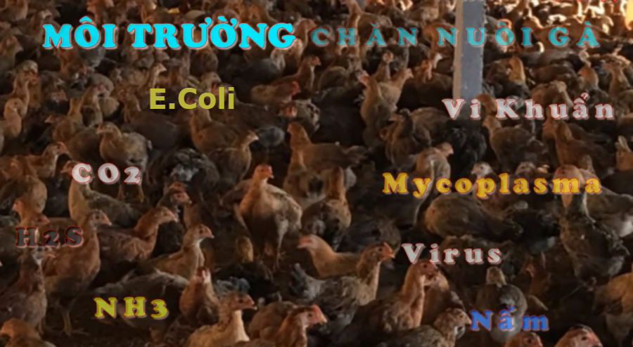cach-nuoi-ga-hoi-nuoi-ga-viet-nam-2