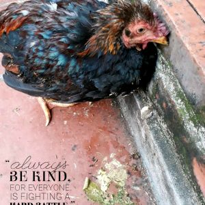 Bệnh Gà Rù Newcastle ( Niu-cat-xơn)