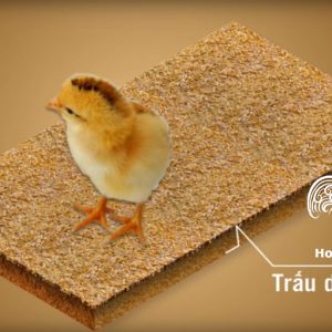cách làm đệm lót chuồng gà