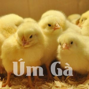 Cần chuẩn bị những gì khi ÚM GÀ
