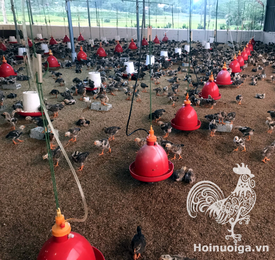 cach-um-ga-con-ky-thuat-um-ga-con-huong-dan-cua-hoi-nuoi-ga-viet-nam