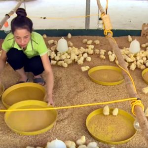 cách chăm sóc gà con