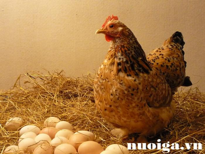 cage-free-hen hội chứng giảm đẻ ở gà