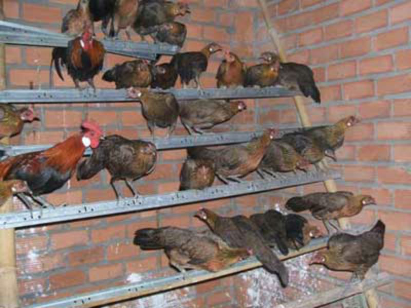 cb1933a2-lam-chuong-cham-soc-ga-rung2 sạp đậu chuồng gà