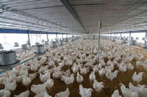 Cách làm đệm lót chuồng gà