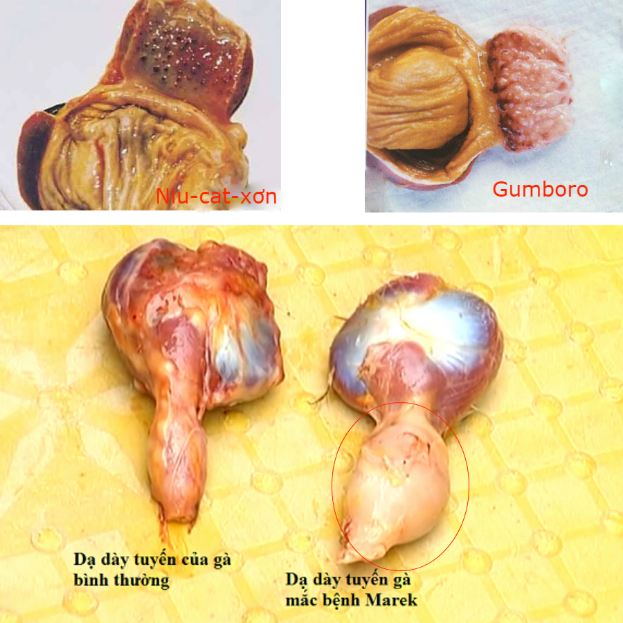 Cách nhận biết các bệnh của Gà !