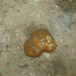 Bệnh Cầu Trùng ở Gà