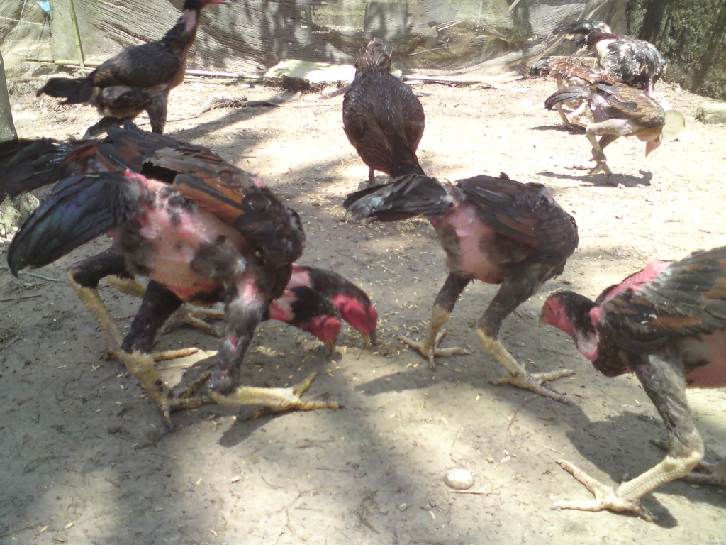 dinh0duong-cho-ga gà thiếu axit folic