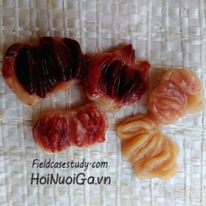 Cách chẩn đoán các bệnh của Gà