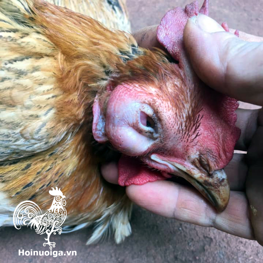 ga-bi-benh-coryza-1234-1