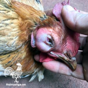 Gà bị Coryza ( sổ mũi truyền nhiễm)