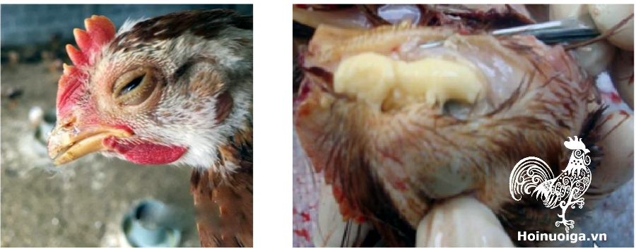 ga-bi-benh-coryza-34867348df