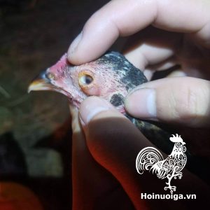 Gà bị Coryza ( sổ mũi truyền nhiễm)