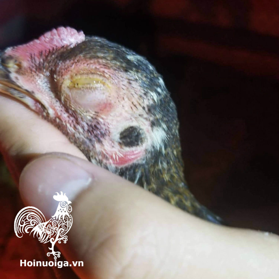 Gà bị Coryza ( sổ mũi truyền nhiễm)