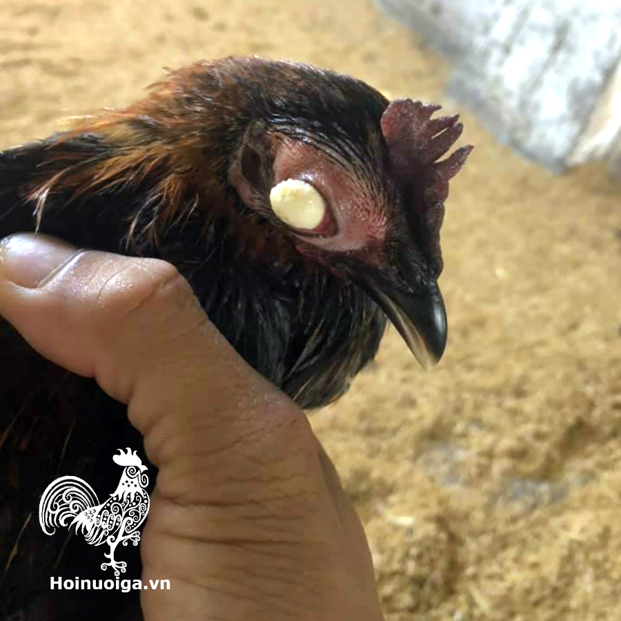 ga-bi-benh-coryza-kinh-vai