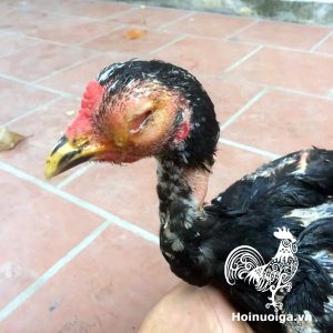 Gà bị Coryza ( sổ mũi truyền nhiễm)