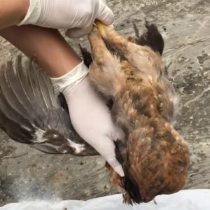 Bệnh E. Coli Bại huyết