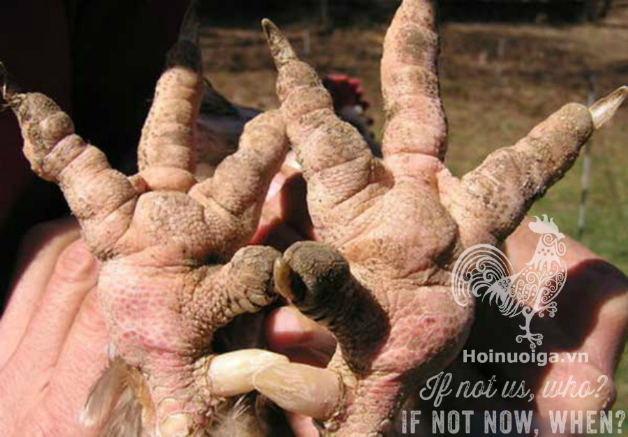 gà bị què chân, sưng chân sưng khớp