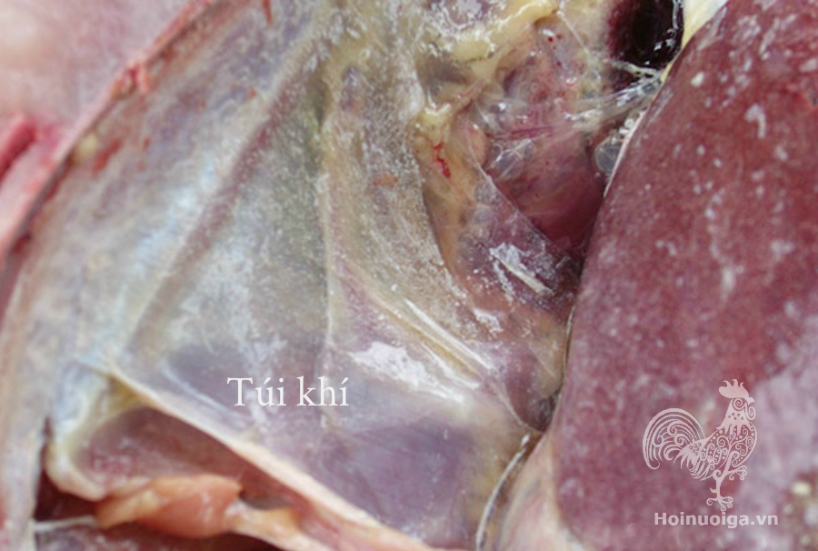 gà bị bệnh gút gout và cách chữa trị