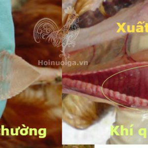 Bệnh IB ( Bệnh viêm phế quản truyền nhiễm)