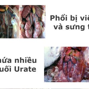 Bệnh IB trên gà( Bệnh viêm phế quản truyền nhiễm)