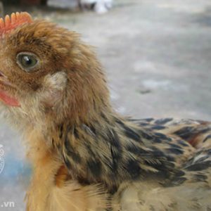 Bệnh ILT ( Viêm Thanh Khí Quản )