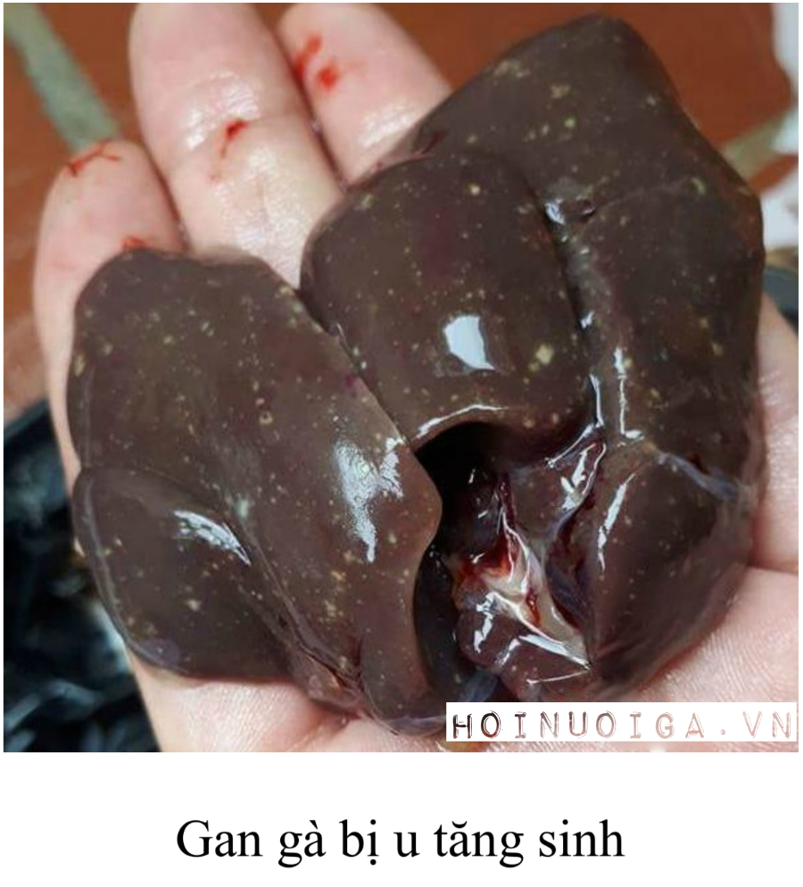 ga-bi-benh-leuco-lo-co-cach-nuoi-ga-1