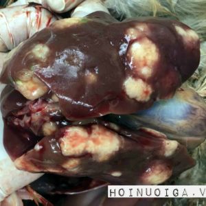 Gà bị bệnh Marek