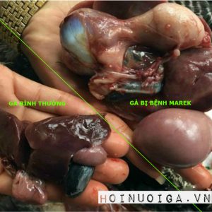 Gà bị bệnh Marek