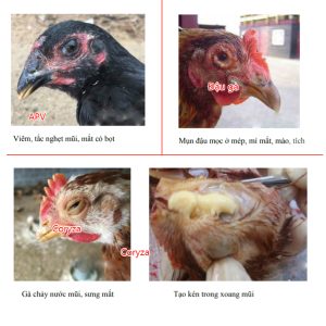 Cách nhận biết các bệnh của Gà !